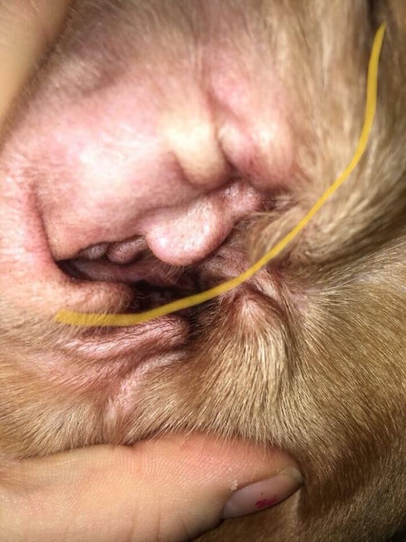 Vnitřek psího ucha nebo Donald Trump?