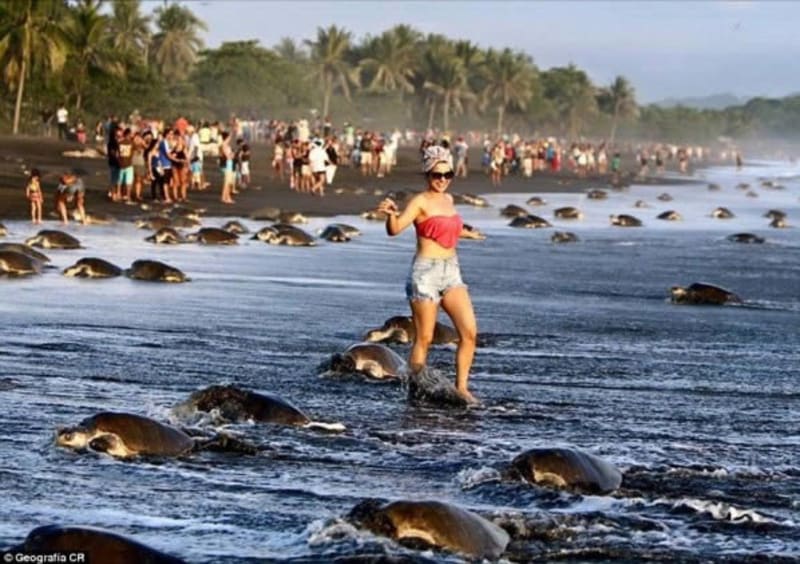 Turisté zaplavili pláž a znemožnili želvám, aby nakladla vajíčka. Nechali děti na želvách jezdit a fotili je s nimi. Podnapilé davy nezvládla umravnit ani přivolaná stráž. (září 2015, Ostional Wildlife Refuge, Costa Rica)