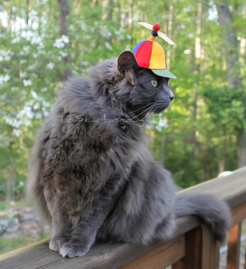 Kočka v klobouku 17