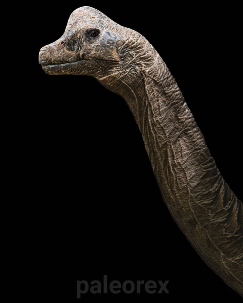 Brachiosaurus - nejznámější zástupce sauropoidních dinosaurů, největších suchozemských živočichů všech dob žijících na konci jurské periody. Brachiosaurus roky usiluje o post toho největšího, kosti z Tanzanie naznačují, že mohl vážit i přes 60 tun