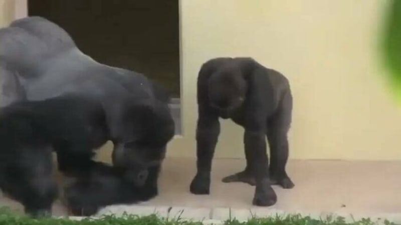 Gorilák Silverback a jeho syn pozorují stonožku