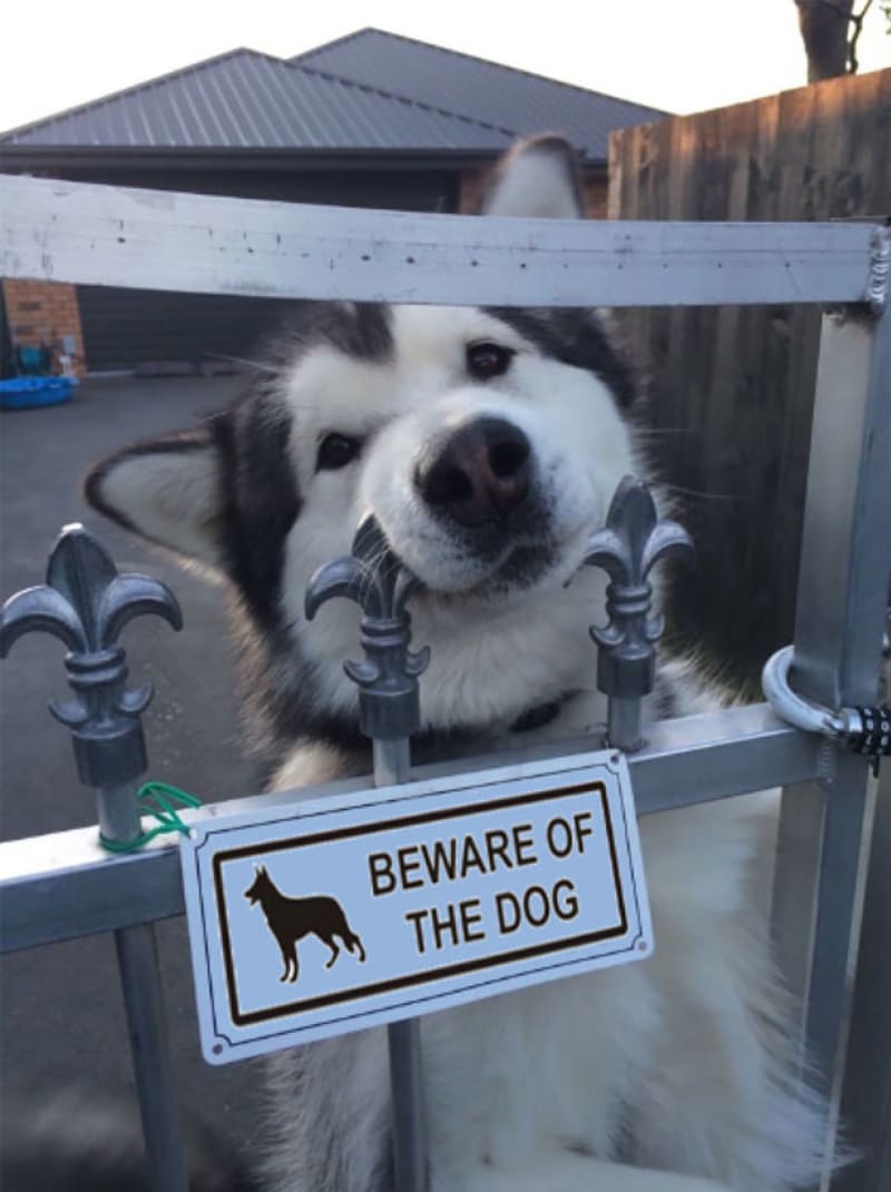 Mějte se na pozoru před tímhle psem, občas si strčí hlavu do plotu a nemůže odejít!