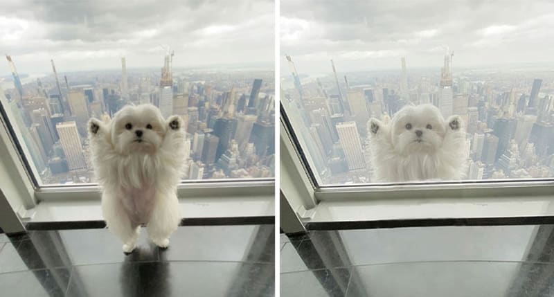 Pes stojící ve 102. patře mrakodrapu Empire State Building