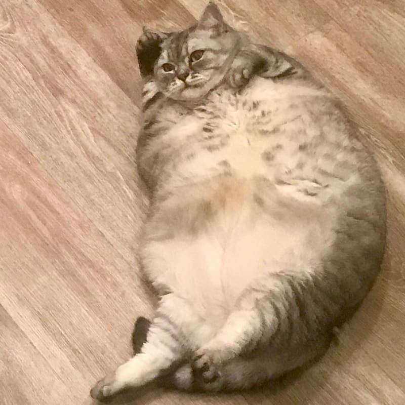 Super tlustá kočka 5