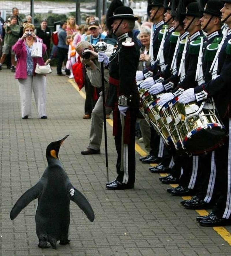 V Norsku udělili rytířský řád tučňákovi - jmenuje se Sir Nils Olav