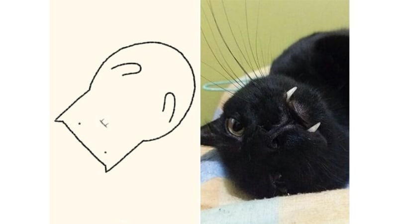 Perfektně výstižné kresby koček 13