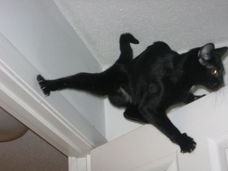 Kočky popírají gravitaci 9