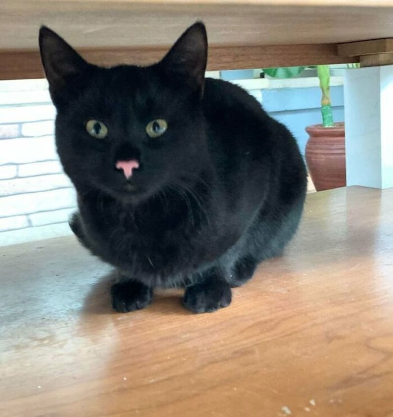 Černá kočka s růžovým čumákem