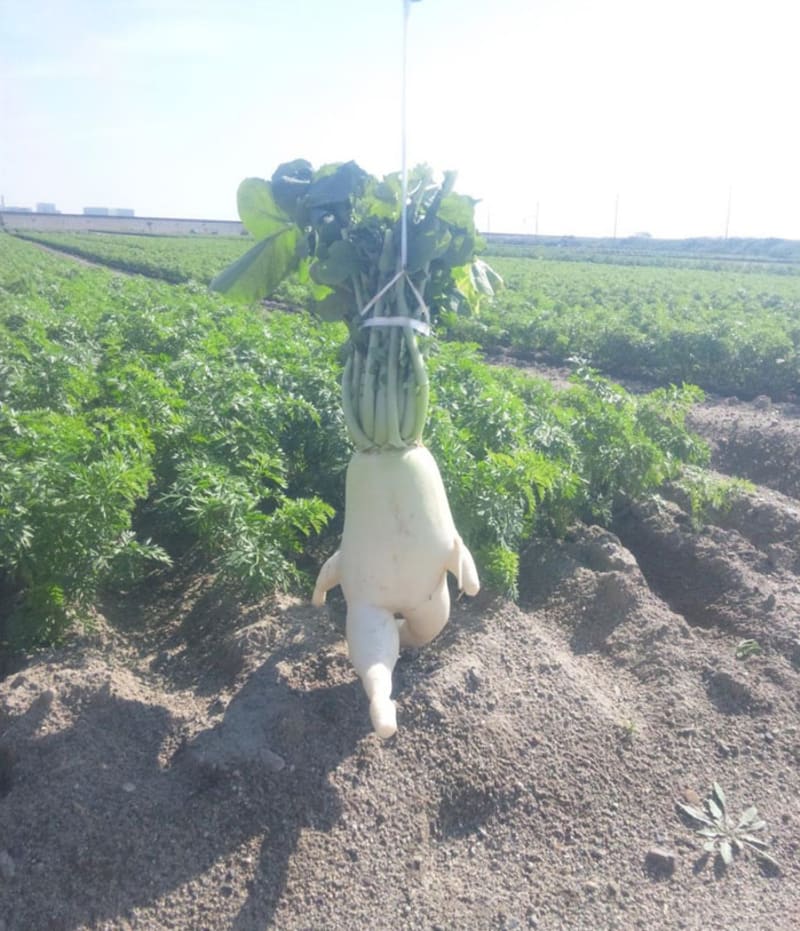 Opravdu podezřelá zelenina 16