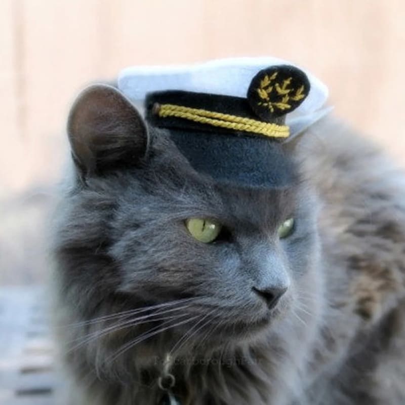Kočka v klobouku 7