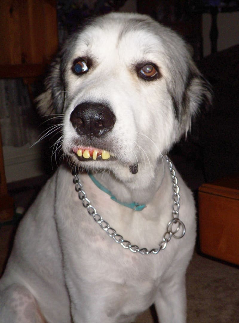 Psi s lidskými zuby 10