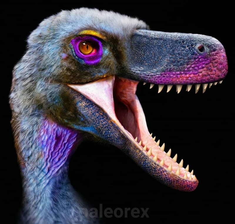 Velociraptor - notoricky známý dinosauří lovec byl menšího vzrůstu, než jak ho známé z filmů, a  jeho tělo bylo s nejvyšší pravděpodobností porostlé nečím, co připomíná dnešní peří