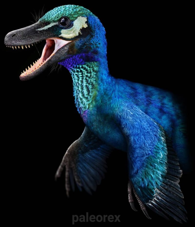 Pyroraptor - blízký příbuzný rodu Velociraptor využíval své dlouhé drápy nejen k lovu, ale zřejmě i ke šplhání po stromech a přepadávání kořisti. Žil na území dnešní Francie a Španělska.