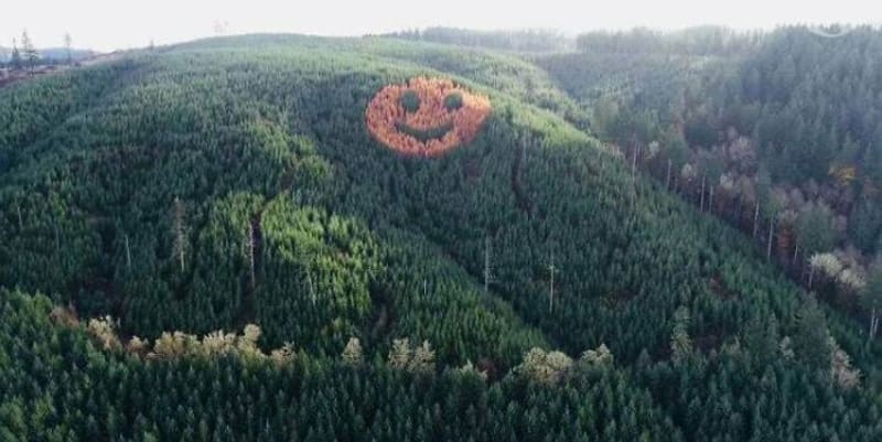 Každý podzim odhalí tenhle les v Oregonu usměvavého návštěvníka