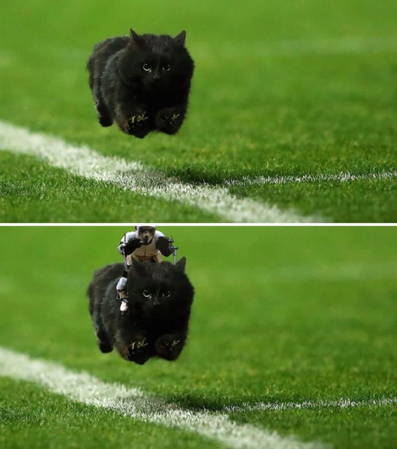 Černá kočka na fotbalovém trávníku v New Yorku