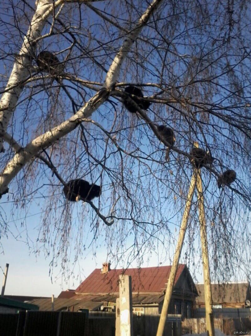 Kočky na stromech 17
