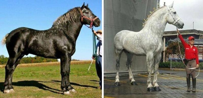 Peršeron je skutečně pořádné plemeno tažných koní. Jde o stejného koně v rozmezí pěti let, protože stářím jejich barva bledne