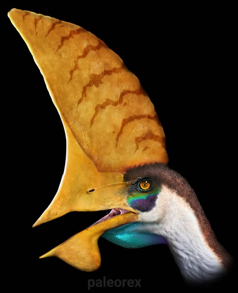 Tupandactylus - v roce 2019 byl objeven mimořádně zachovalý kus tohoto ptakoještěra s výrazným lebečním hřebenem, z něhož se dalo určit i zbarvení a druh tkáně hřebenu
