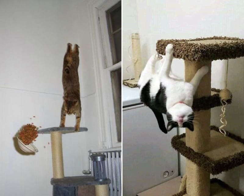 Kočky se vysmívají gravitaci 10