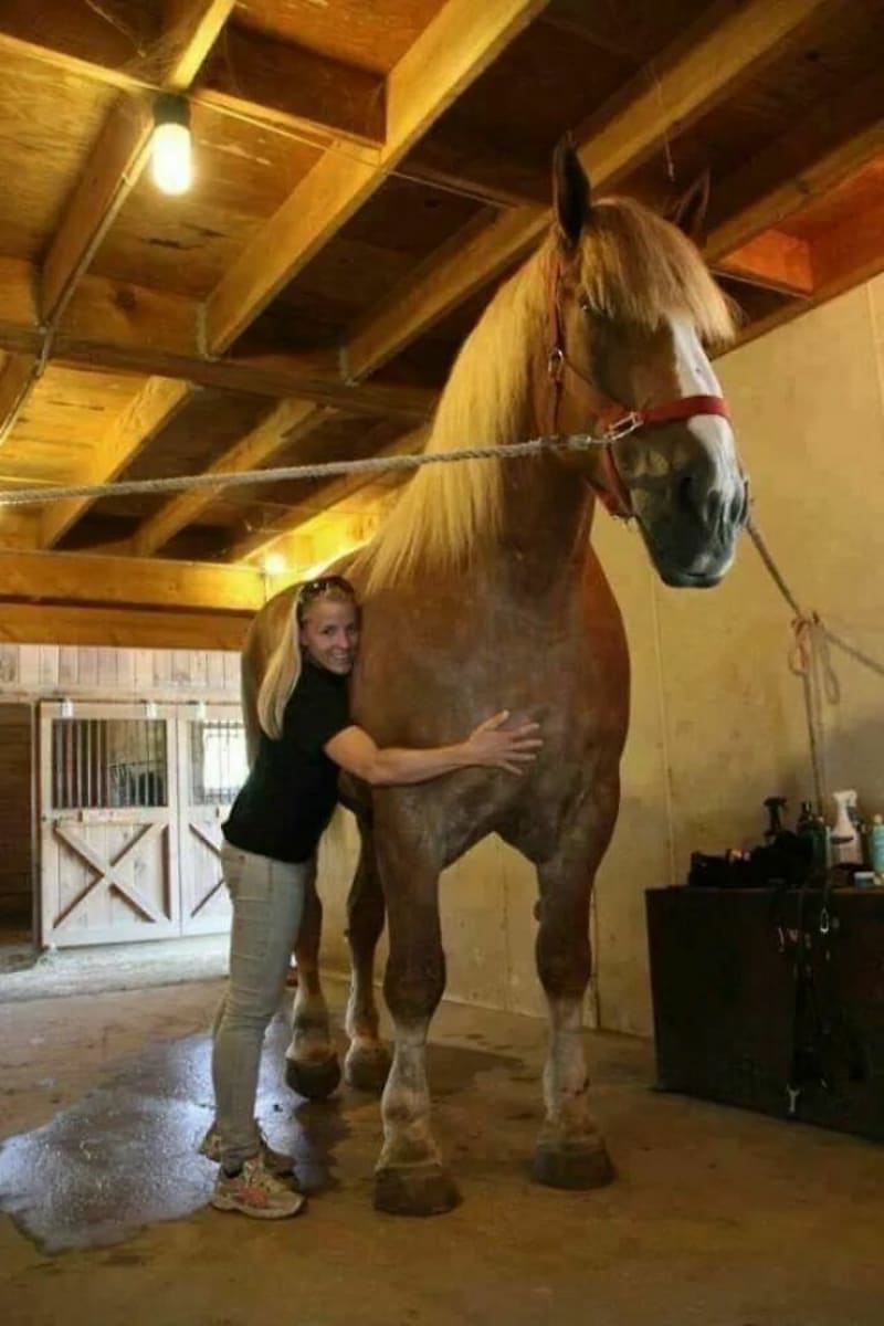 Big Jake byl oficiálně největším koněm světa – výška 210 cm, váha 1200 kg