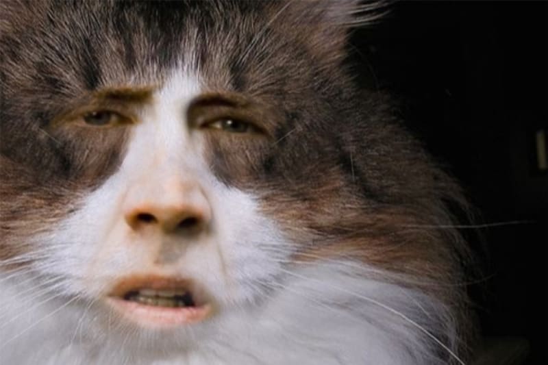 Kočky, co mají tvář jako Nicolas Cage 4