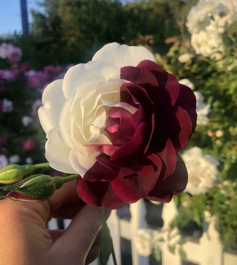 Krása genetiky růží