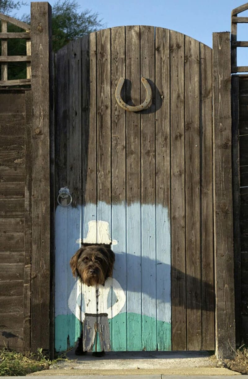 Vtipné fotky psů koukajících oknem v plotě 1