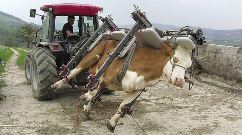 Proč to té krávě dělají? Jde o zařízení, aby na krávě mohli provést chirurgický zákrok