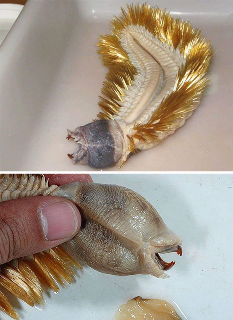 Anktartický červ Eulagisca Gigantean