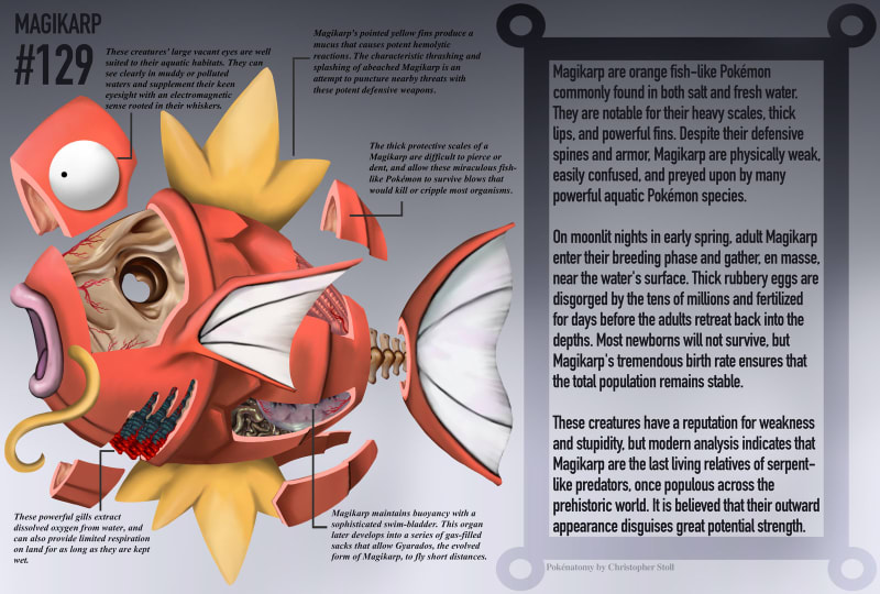 Pokémoní anatomie 5
