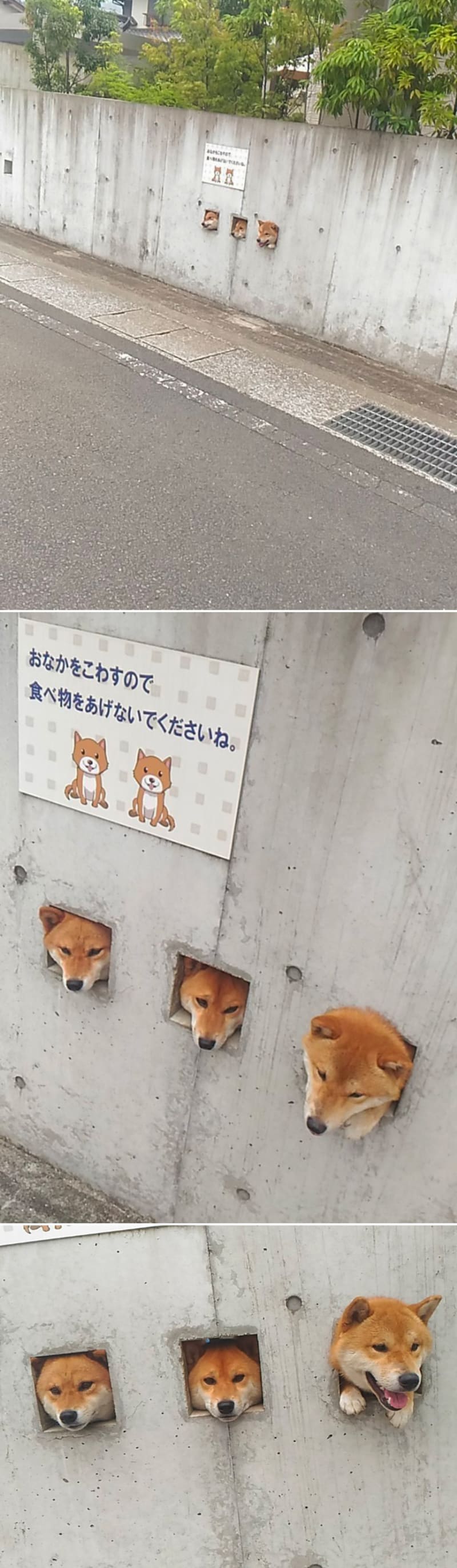 Vtipné fotky psů koukajících oknem v plotě 16