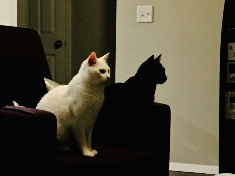 Černá kočka vypadá jako stín bílé kočky