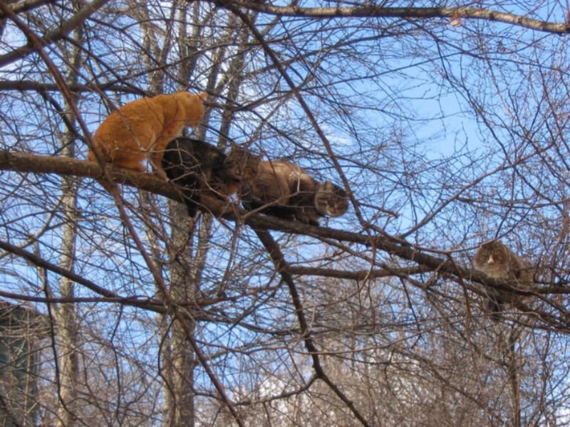 Kočky na stromech 9