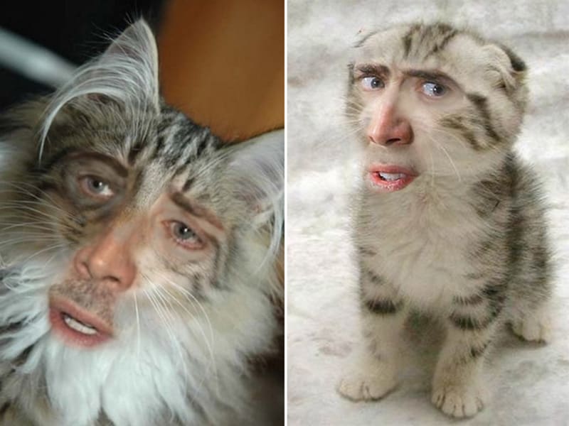 Kočky, co mají tvář jako Nicolas Cage 2