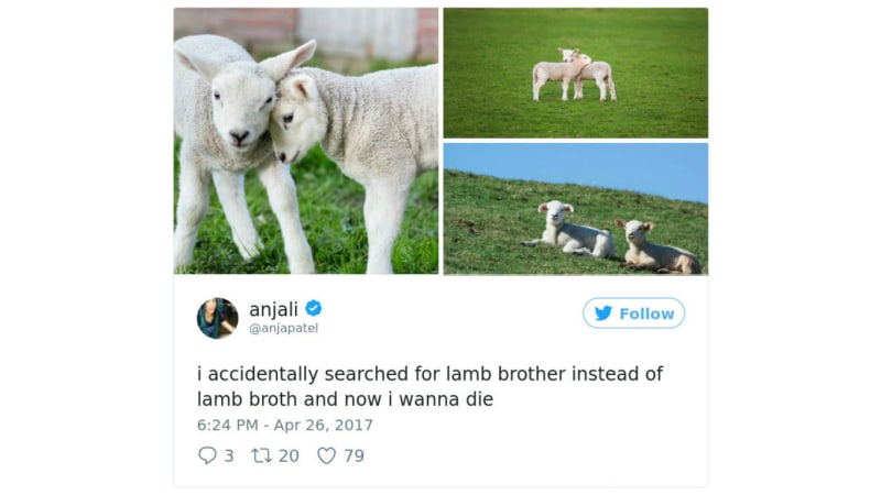 Ovce bráchové