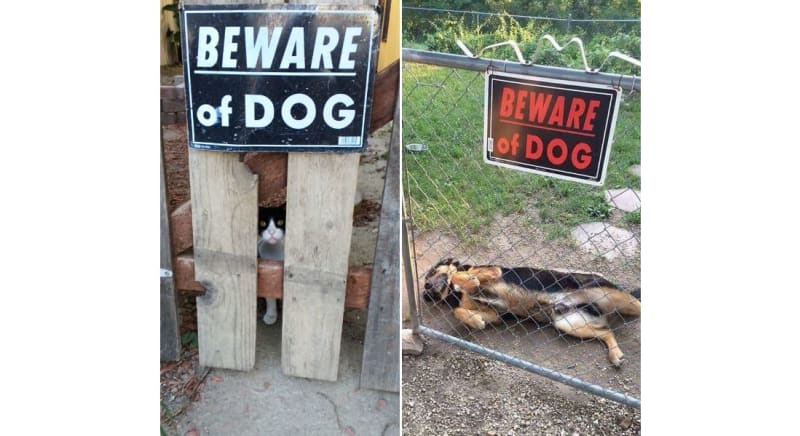 Pozor na psa! 5