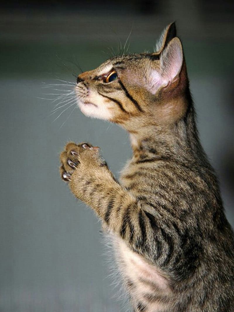Kočičí modlení 14