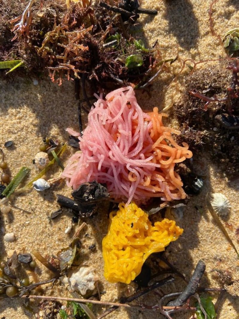 Pestrobarevné chuchvalce vyplavené na pláž - Jde o vajíčka zeje, mořského měkkýše.
