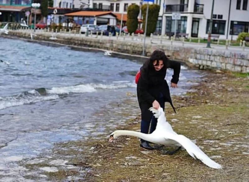 Bulharská turistka násilím vytáhla labuť z jezera, aby s ní mohla zapózovat na fotku. Při boji o svobodu labuť utrpěla zranění a místní lidé ji později našli na břehu mrtvou. (březen 2016, jezero Ohrid, Makedonie)