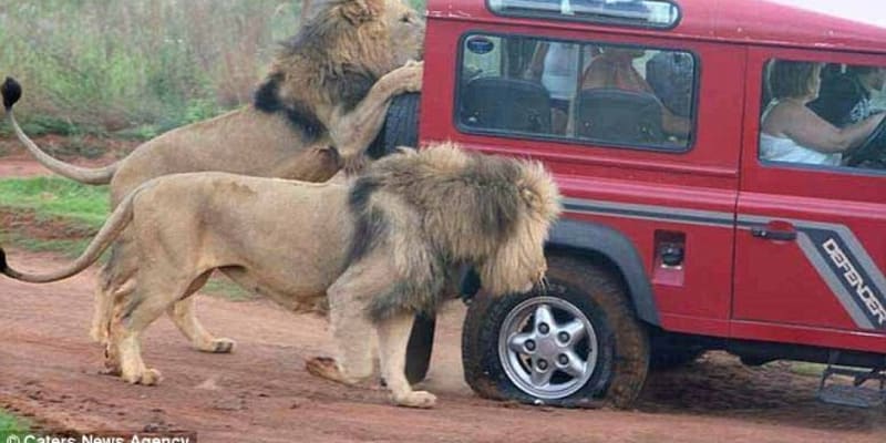 Lvi přepadli auto s turisty