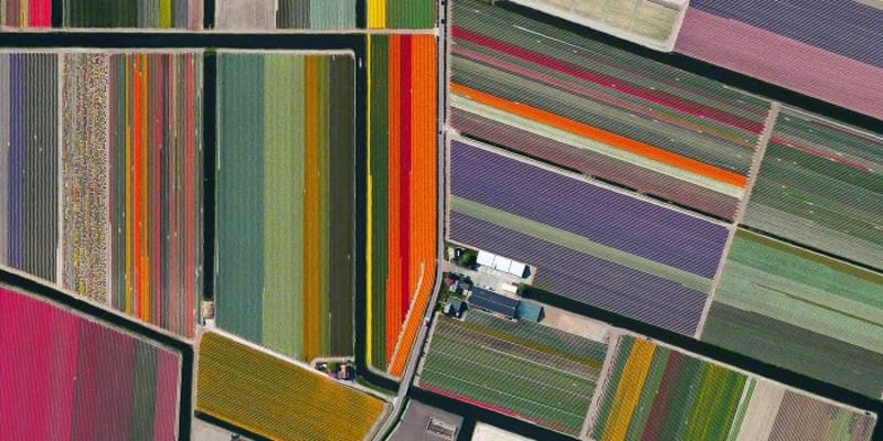 Rozkvetlá tulipánová pole v nizozemském Lisse