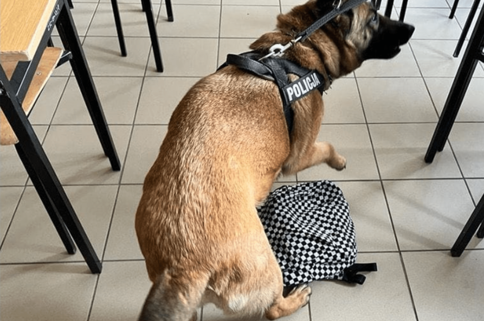 Služební pes vyčmuchal drogy v batohu jedné ze studentek olavské školy.