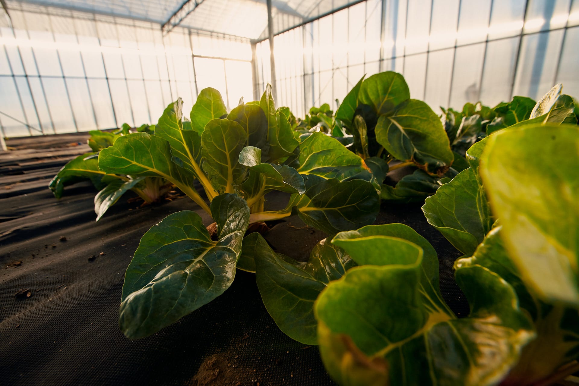 Ve skleníku se pěstují další druhy zeleninyR