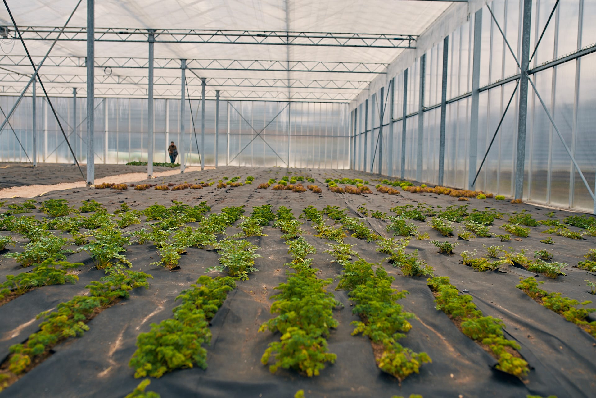 Nový skleník rozšířil produkci farmy