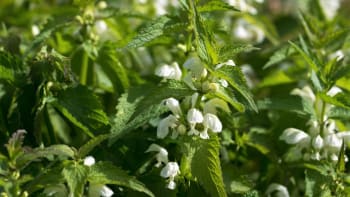 Bílá hluchavka je léčivý plevel. Naučte se správně sušit její květy a připravit čaj nebo kapky 