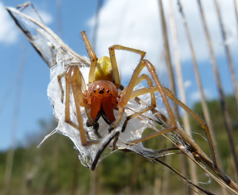 Tento druh pavouka potkáte nejčastěji na málo udržovaných loukách a ve starých sadech, na stráních a podél cest. 