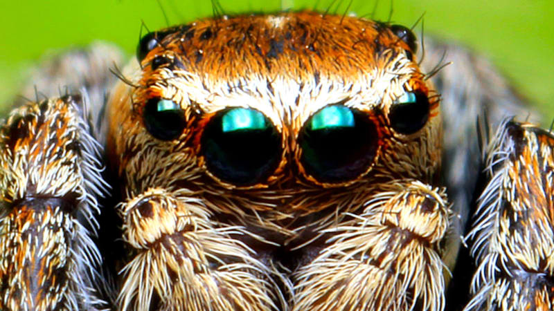 Skákavka je drobný pavouk, zrakem se ale rovná obratlovcům. Jeho kořist nemá šanci