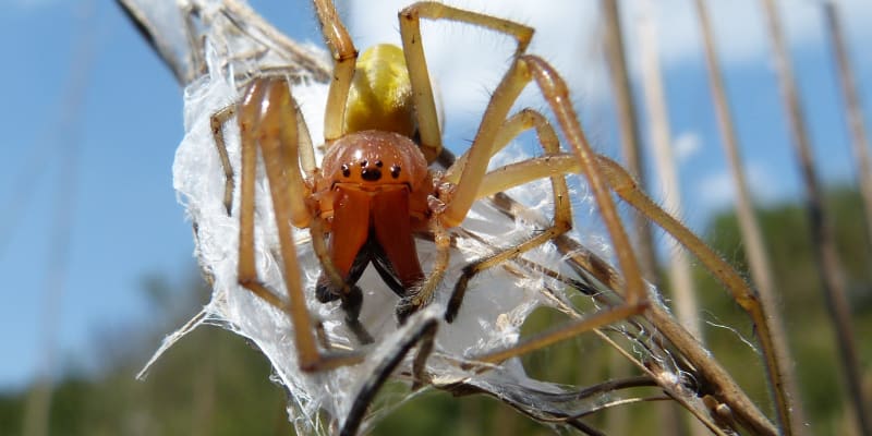 Tento druh pavouka potkáte nejčastěji na málo udržovaných loukách a ve starých sadech, na stráních a podél cest. 