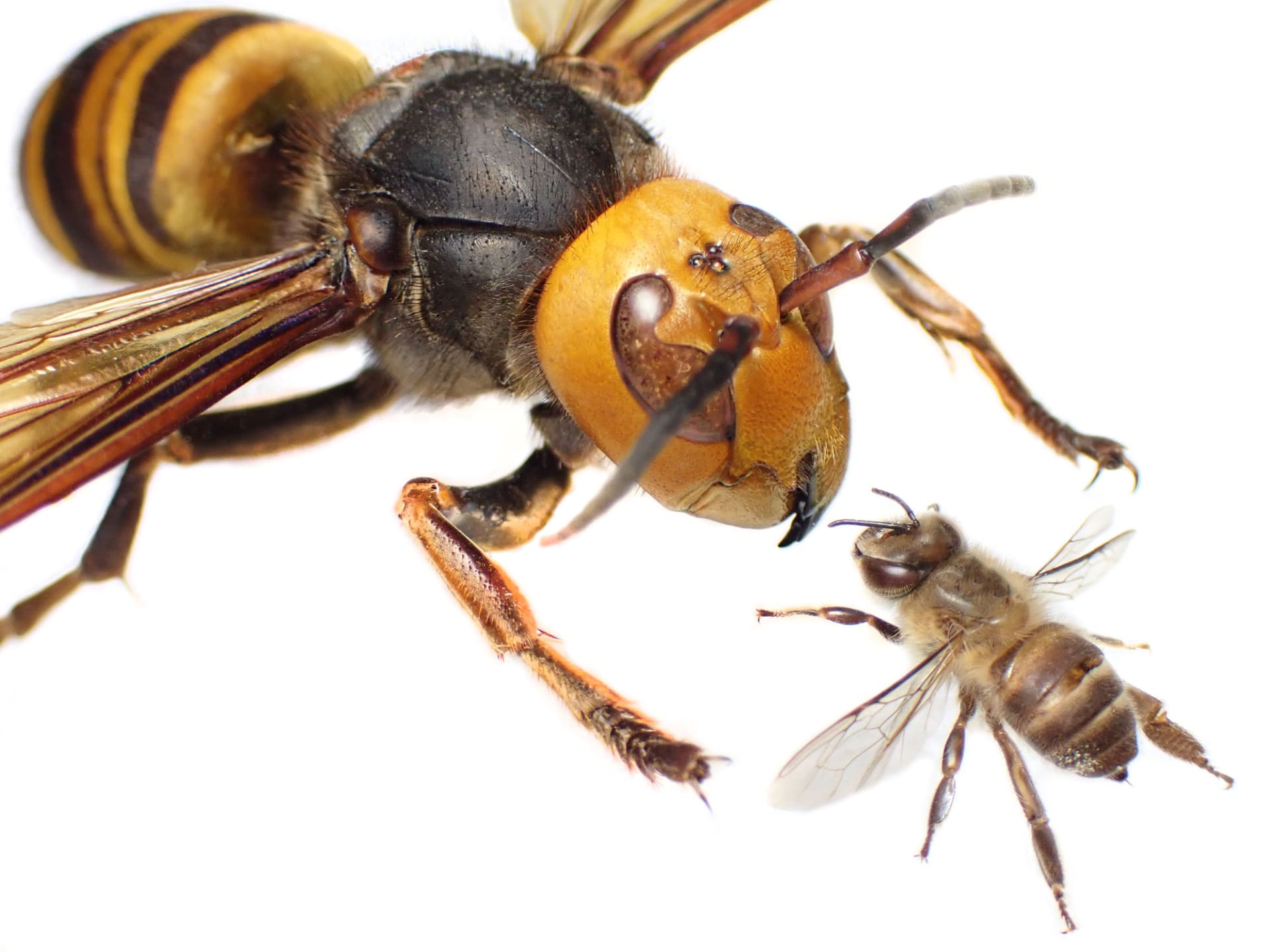 Sršeň mandarínská a včela