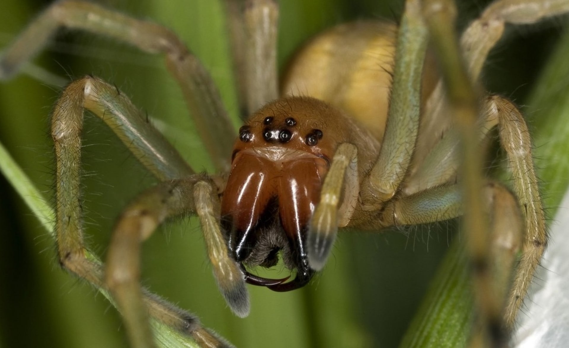 Kousnutí od tohoto pavouka může být opravdu hodně bolestivé.